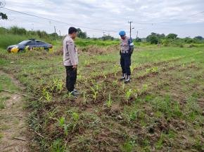 Pastikan Program Ketahanan Pangan Sesuai Harapan Personil Polsek Kotabaru Kontrol Lahan Jagung