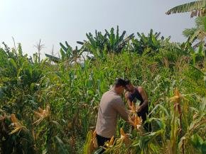 Bhabinkamtibmas Polsek Tegalwaru Giat Monitoring Perkembangan Jagung Program Ketahanan Pangan