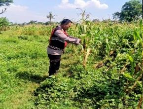 Upaya Anggota Personel Polsek Banyusari Gencar Melakukan Monitoring Pemeriksaan Kondisi Tanaman Jagung di Lahan Mapolsek Banyusari