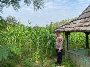 Upaya Satlantas Polres Karawang, Jaga Lahan Tanaman Jagung agar Tumbuh baik dan Optimal