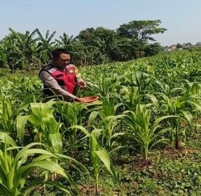 Anggota Polsek Banyusari Bersama Petani Monitoring Pertumbuhan Tanaman Jagung