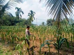 Satlantas Polres Karawang Cek Pertumbuhan Tanaman Jagung Bersama Petani Penggarap