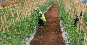 Rawat Lahan Pangan Bomang, Pemkab Bogor dan Korem 061/SK Jaga Ketahanan Pangan Tetap Produktif 