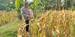 Personil Po?sek Telukjambe Barat Lakukan Pengecekan Pertumbuhan Tanaman Jagung