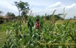 Upaya Pak Bhabin Polsek Banyusari Bersama Petani Monitoring Pertumbuhan Tanaman Jagung di Wilayah Binaan