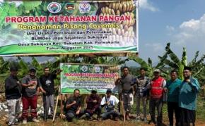 BUMDes Sukajaya Purwakarta Mencoba Terobosan Baru Program Ketahanan Langan Berupa Penanaman Pisang Cavendish