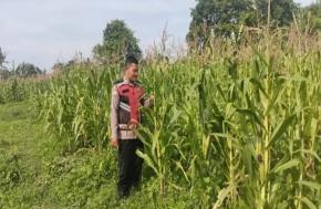 Bhabinkamtibmas Polsek Banyusari Bersama Petani Monitoring Pertumbuhan Tanaman Jagung