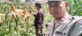 Bhabinkamtibmas Polsek Klari Cek Tanaman Jagung Siap Panen di Desa Anggadita