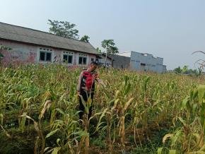 Bhabinkamtibmas Polsek Telagasari Lakukan Perawatan Tanaman Jagung Dukung Swasembada Pangan Nasional