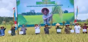 Panen Raya di Sukamanah, Ikhtiar Petani Lebak Menjaga Lumbung Pangan Negeri 