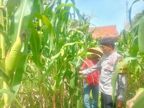 Upaya Anggota Polsek Batujaya melakukan Pengecekan Tanaman Jagung di Lahan LBS Desa Kutaampel