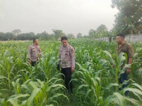 Upaya Polsek Purwasari Monitoring Lahan Jagung Hybrida Guna Memastikan Tanaman Tumbuh Baik
