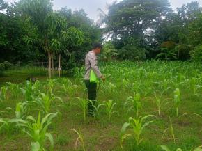Anggota Polsek Batujaya Penyiraman Air untuk Tanaman Jagung di Lahan NON LBS Desa Kutaampel