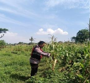 Getol, Anggota Personel Polsek Banyusari Melakukan Monitoring Pemeriksaan Kondisi Tanaman Jagung di Lahan Mapolsek Banyusari