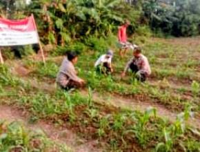 Polsek Pedes Monitoring Pertumbuhan Tanaman Jagung Dalam Rangka Ketahanan Pangan Nasional