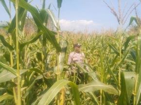Satlantas Polres Karawang Jaga Budidaya Tanaman Jagung agar Tumbuh dengan Baik dan Optimal