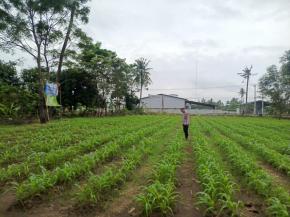 Personil Polsek Tempuran Dukung Program Ketahanan Pangan, Rutin Perawatan dan Pemeliharaan lahan yang di tanami Jagung.