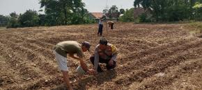 Sinergitas Polri Bersama Warga Desa Gempol Melaksanakan Penanaman Pohon Jagung