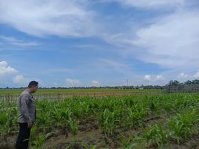 Upaya Rutin Perawatan dan Pemeliharaan lahan yang di tanami Jagung, Kapolsek Tempuran Dukung Program Ketahanan Pangan.
