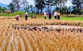 Saat Kemarau Melanda, Air Kembali Mengalir ke Sawah Petani Cijambe Subang