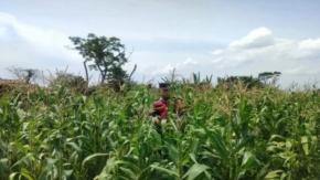Upaya Bhabinkamtibmas Polsek Banyusari Bersama Petani Monitoring Pertumbuhan Tanaman Jagung