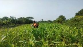 Dukung Ketahanan Pangan Nasional, Polsek Banyusari dan Kelompok Tani Gencar Monitoring Lahan Jagung