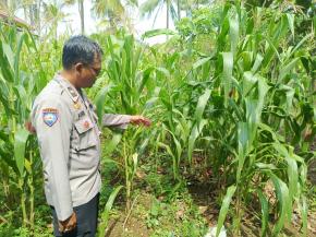 Upaya Dalam Mendukung program pemerintah, Monitoring Lahan sekaligus laksanakan perawaratan lahan yang ditanami jagung hybrida.