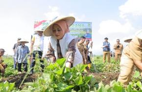 Dukung Ketahanan Pangan dan Tingkatkan Kesejahteraan Masyarakat Kuningan,Panen Perdana Demplot Ubi Jalar: BAKTI TASKIN Dorong Kemandirian Pangan dan Kesejahteraan Petani