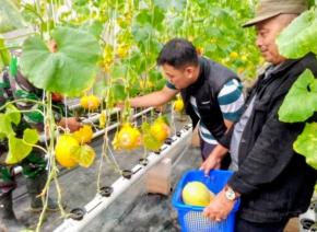Dari Green House Desa, Petani Milenial Karang Jaya Panen Harapan Masa Depan 