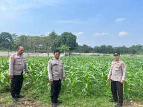 Polsek Purwasari Polres Karawang Monitoring Lahan Jagung Hybrida Guna Memastikan Tanaman Tumbuh Baik