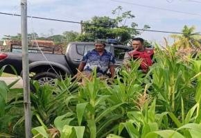 Upaya Bhabinkamtibmas Polsek Banyusari Kembali Bersama Petani Monitoring Pertumbuhan Tanaman Jagung