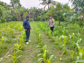 Anggota Polsek Batujaya Penyiraman Air untuk Tanaman Jagung di Lahan LBS dalam rangka Program Ketahanan Pangan