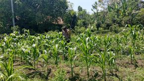 Anggota Polsek Batujaya melakukan Pengecekan Tanaman Jagung di Lahan LBS Desa Kutaampel