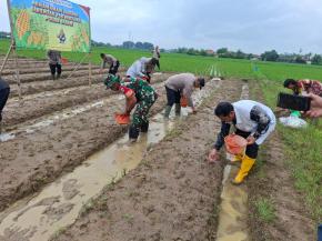 Dukung Ketahanan Pangan, Polsek Jatisari Kolaborasi dengan Poktan Tanam Jagung Serentak 2026