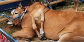 Sapi Berkaki Enam dari Boyolali Curi Perhatian, Sabet Juara di APPSI Piala Presiden 2026