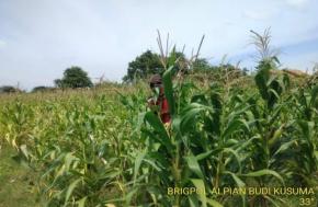 Bhabinkamtibmas Polsek Banyusari Bersama Petani Kembali Monitoring Pertumbuhan Tanaman Jagung
