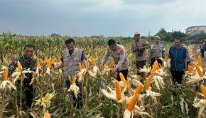 Polsek Klari Bersama Muspika Komitmen Dukung Program Swasembada Pangan Nasional 2026