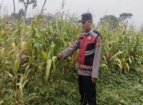 Bripka Satim Bhabinkamtibmas Polsek Banyusari Bersama Petani Monitoring Pertumbuhan Tanaman Jagung