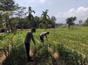 Kapolsek Pangkalan Monitoring Lahan Jagung Seluas 1 ha yang Telah Ditanam di Kampung Jati 3
