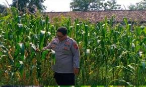 Terus Dukung Program Ketahanan Pangan Nasional, Personel Polsek Lemahabang Tinjau Tanaman Jagung