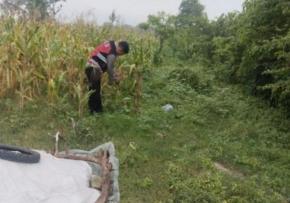 Upaya Pak Bhabin Polsek Banyusari Bersama Petani Monitoring Pertumbuhan Tanaman Jagung