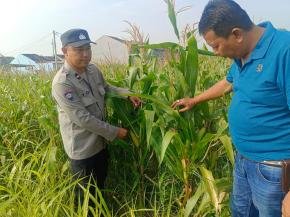 Dalam Rangka Mendukung Swasembada Pangan Personil Polsek Purwasari Polres Karawang Monitoring Perkembangan Tanaman Jagung