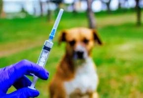 Lindungi Hewan, Jaga Keluarga: Pentingnya Vaksin Rabies Tak Boleh Diabaikan