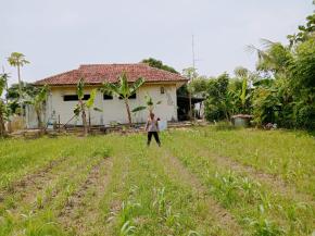 Optimalkan Ketahanan Pangan Kapolsek Pakisjaya Cek Perkebunan Pohon Jagung Hibrida Belakang Makopolsek Pakisjaya