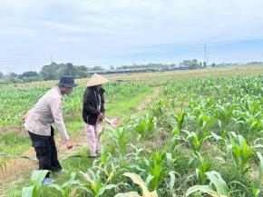 Dukung Program Ketahanan Pangan Kapolsek Kotabaru Rutin Kontrol Tanaman Jagung