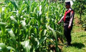 Dukung Ketahanan Pangan, Anggota Polsek Rengasdengklok Adakan Pengecekan Tanaman Jagung