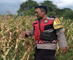 Aipda  Abdul Rahman Bhabinkamtibmas Polsek Banyusari Bersama Petani Monitoring Pertumbuhan Tanaman Jagung