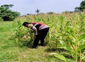 Upaya Anggota Personel Polsek Banyusari Melakukan Monitoring Pemeriksaan Kondisi Tanaman Jagung di Lahan Mapolsek Banyusari