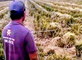 Ahli Waris Ibu Waryem Pertanyakan Panen Padi Seluas Satu Bau di Indramayu yang Diduga Dilakukan Tanpa Izin