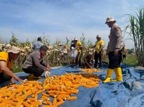 Polsek Kotabaru Kembali Melaksanakan Kegiatan Panen Raya Jagung Hibrida Kuartal IV